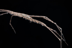 Menneus neocaledonicus