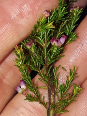 Erica nutans