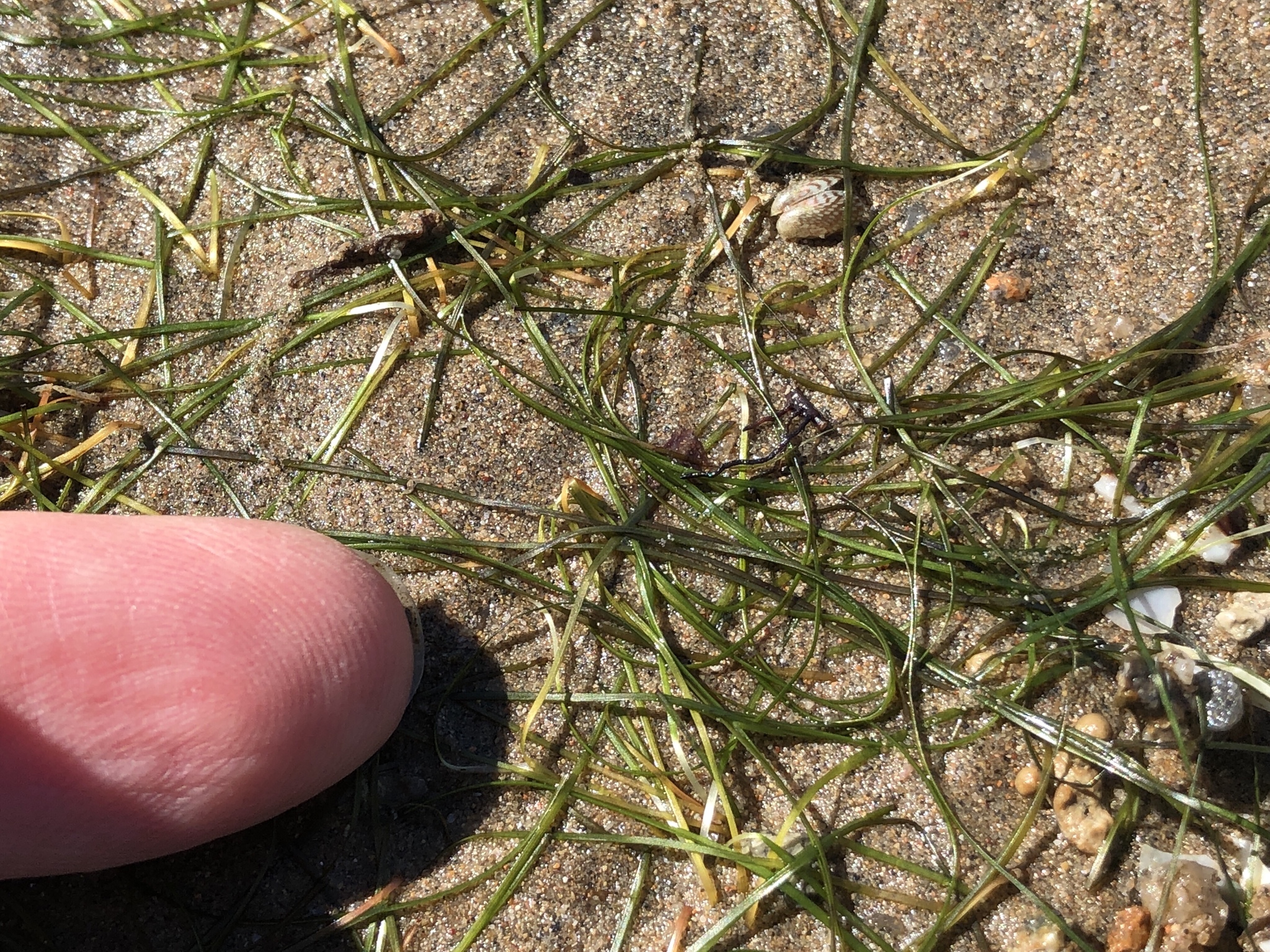 Halodule pinifolia
