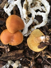 Gymnopilus