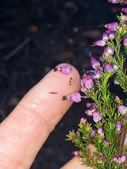 Erica nutans