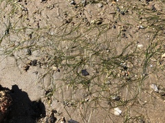 Halodule pinifolia