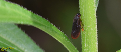 Eoscarta assimilis