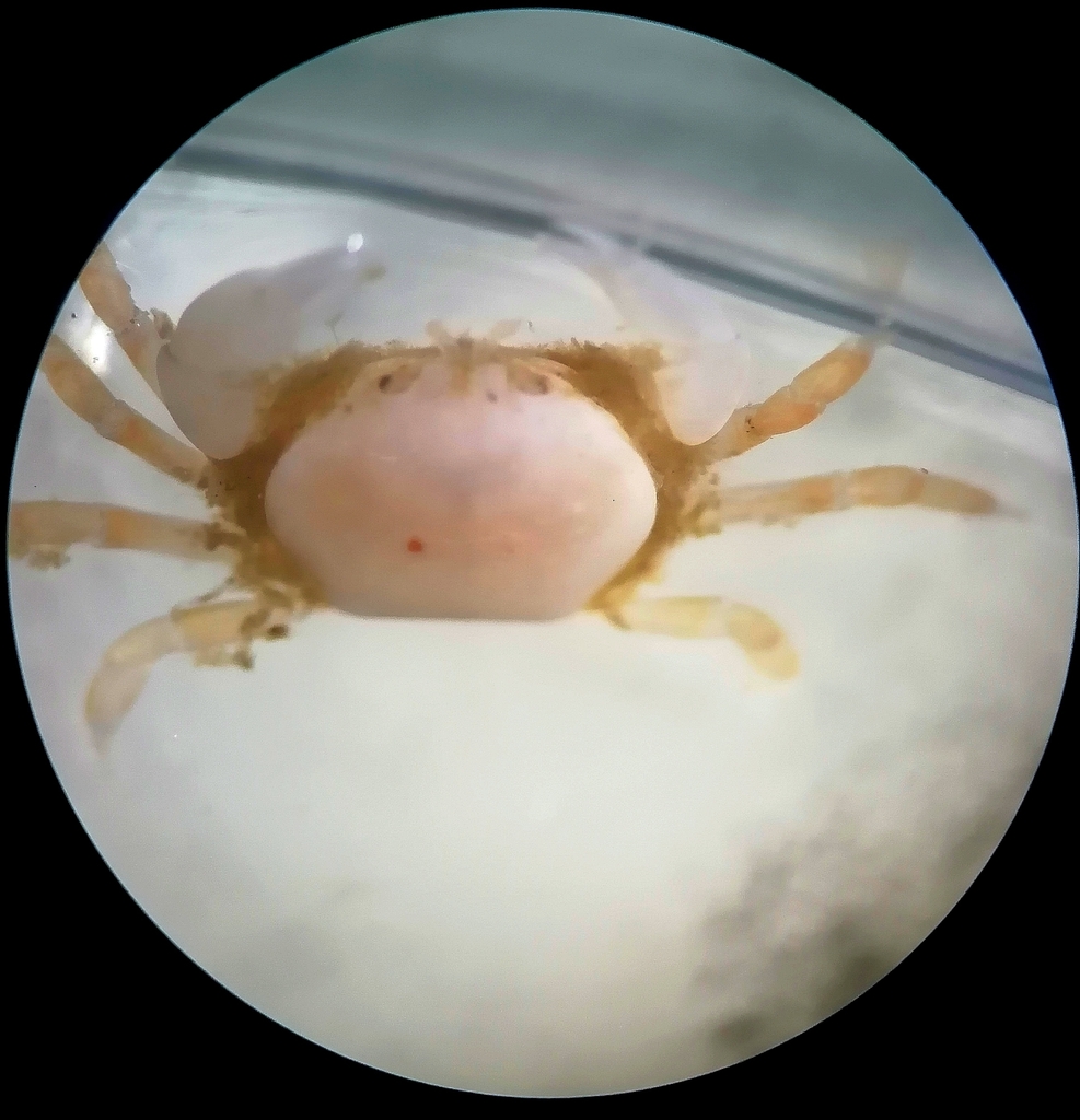 Holothuriophilus pacificus