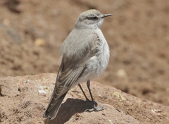Puna Ground Tyrant photo 5