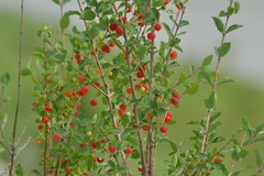 Lonicera microphylla