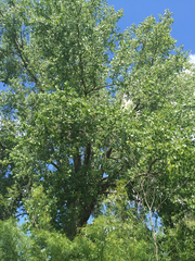 Populus deltoides monilifera