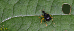 Phymatapoderus flavimanus