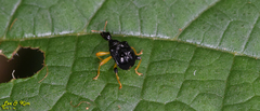 Phymatapoderus flavimanus