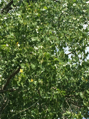 Populus deltoides monilifera