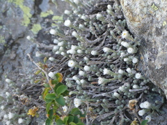 Castroviejoa frigida