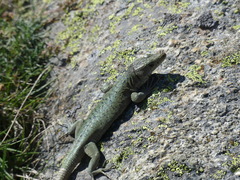 Archaeolacerta bedriagae