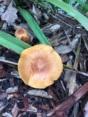 Gymnopilus