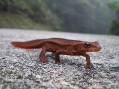 Paramesotriton hongkongensis