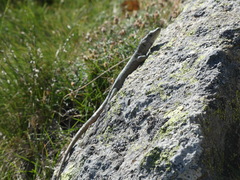 Archaeolacerta bedriagae