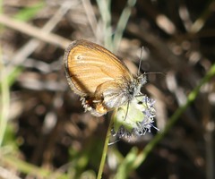 Coenonympha