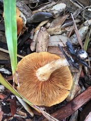 Gymnopilus