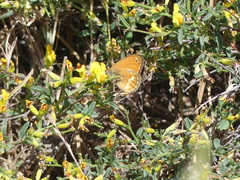 Coenonympha corinna
