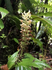 Baskervilla assurgens