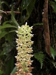 Baskervilla assurgens