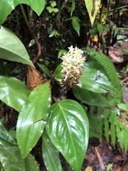 Baskervilla assurgens