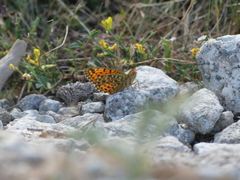 Argynnis elisa