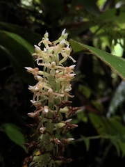 Baskervilla assurgens