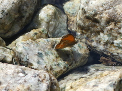 Coenonympha corinna
