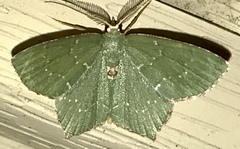 Chloropteryx tepperaria