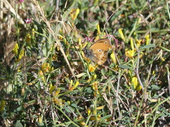 Coenonympha corinna