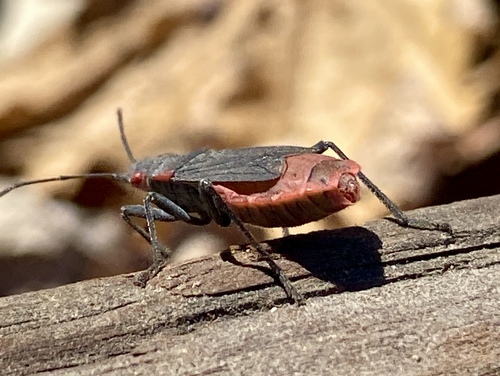 iNaturalist observation photo of Red-shouldered Bug