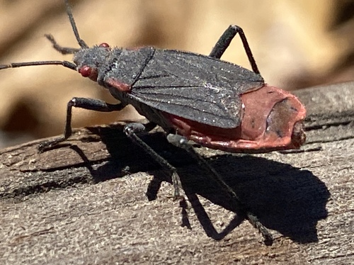 iNaturalist observation photo of Red-shouldered Bug