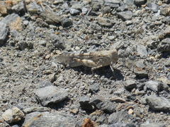 Sphingonotus corsicus