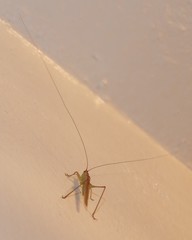 Conocephalus conocephalus