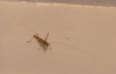 Conocephalus conocephalus