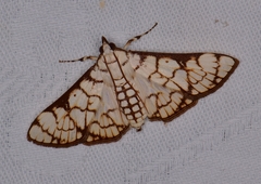 Aphytoceros lucusalis