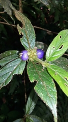 Bertiera crinita