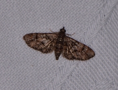 Sigilliclystis insigillata