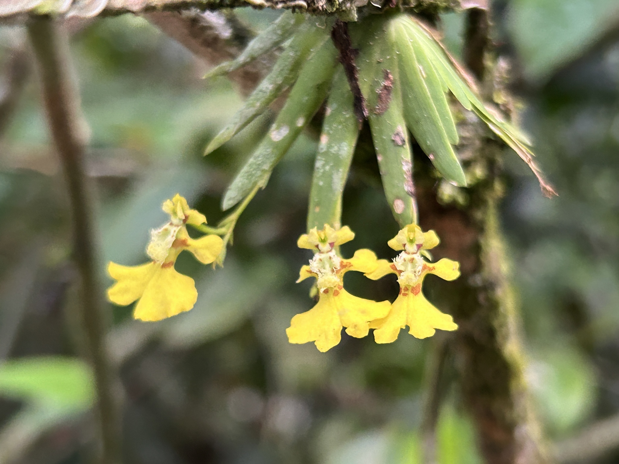 Erycina Glossomystax (Erycina glossomystax)
