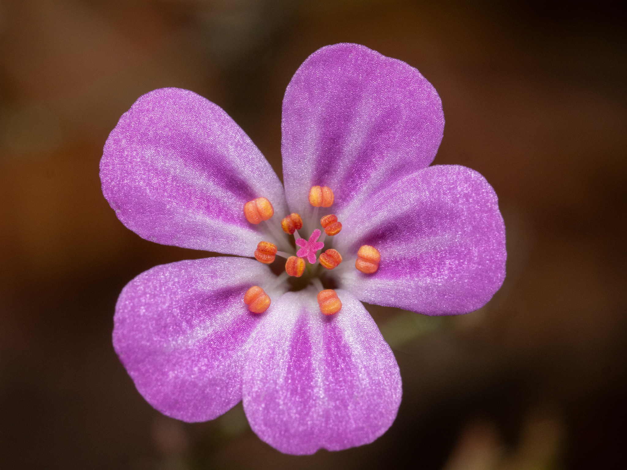 Herb Robert (Geranium robertianum) · iNaturalist