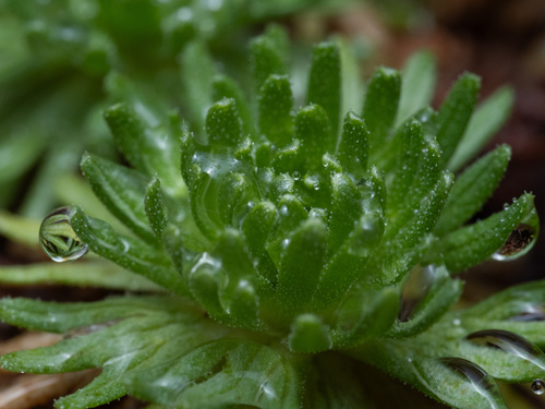 Saxifraga moncayensis, photograph 4