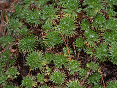 Saxifraga moncayensis, photograph 3