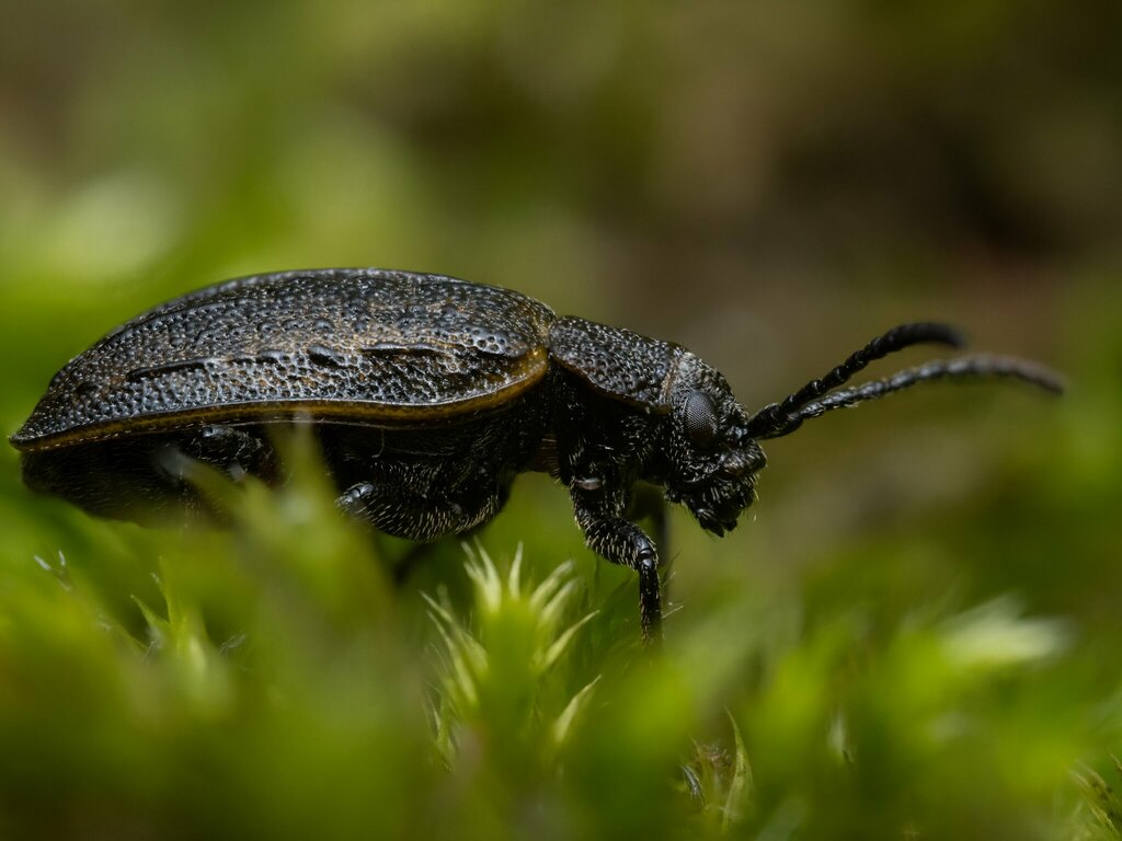 Galeruca interrupta