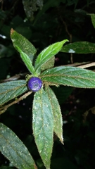 Bertiera crinita