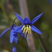 Nodding Blue Lily - Photo (c) Reiner Richter, some rights reserved (CC BY-NC-SA)