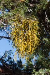 Phoradendron juniperinum