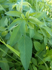 Ipomoea pes-tigridis