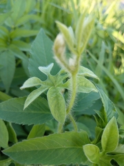 Ipomoea pes-tigridis