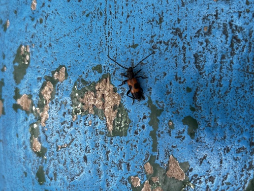 Cedar Tree Borer photo 5