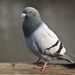 Rock Pigeon - Photo (c) Kentish Plumber, some rights reserved (CC BY-NC-ND)